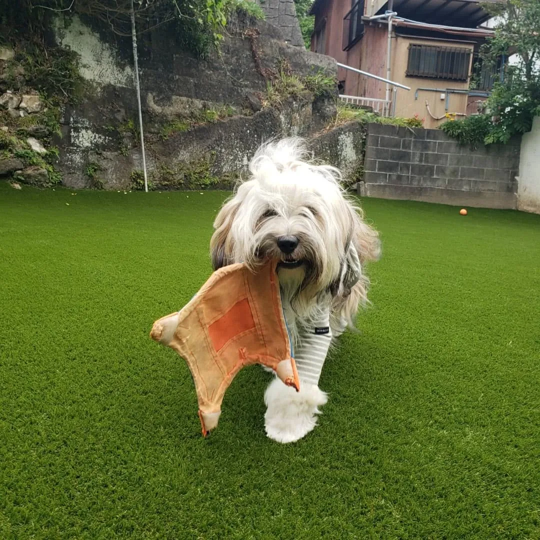 ランで楽しく遊ぶわんこさん💓