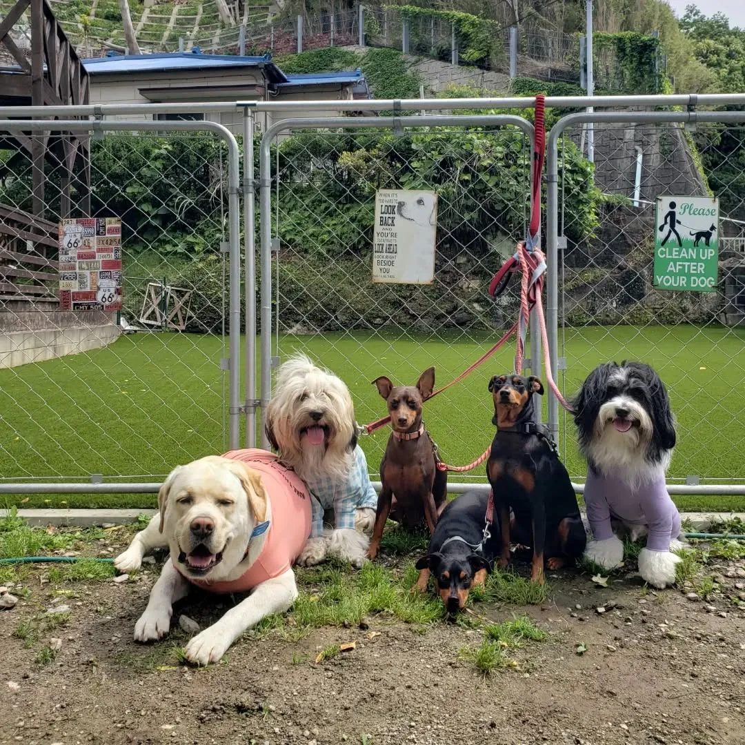 今日は雨の予報でしたが曇ってますがお散歩とランでたっぷり遊べ...