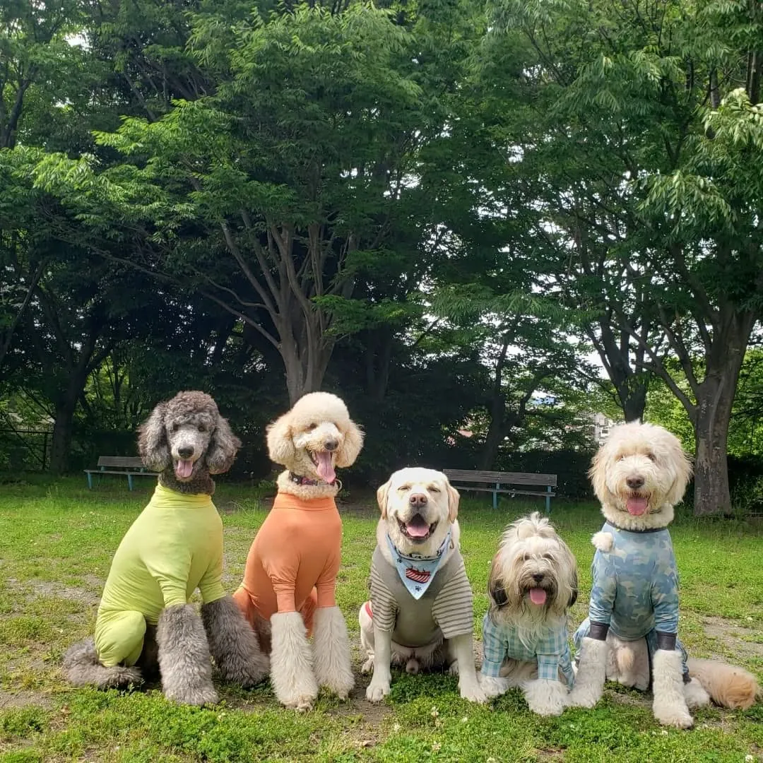今日も暑い1日でしたがたくさん遊んで楽しんだわんこさん♥️