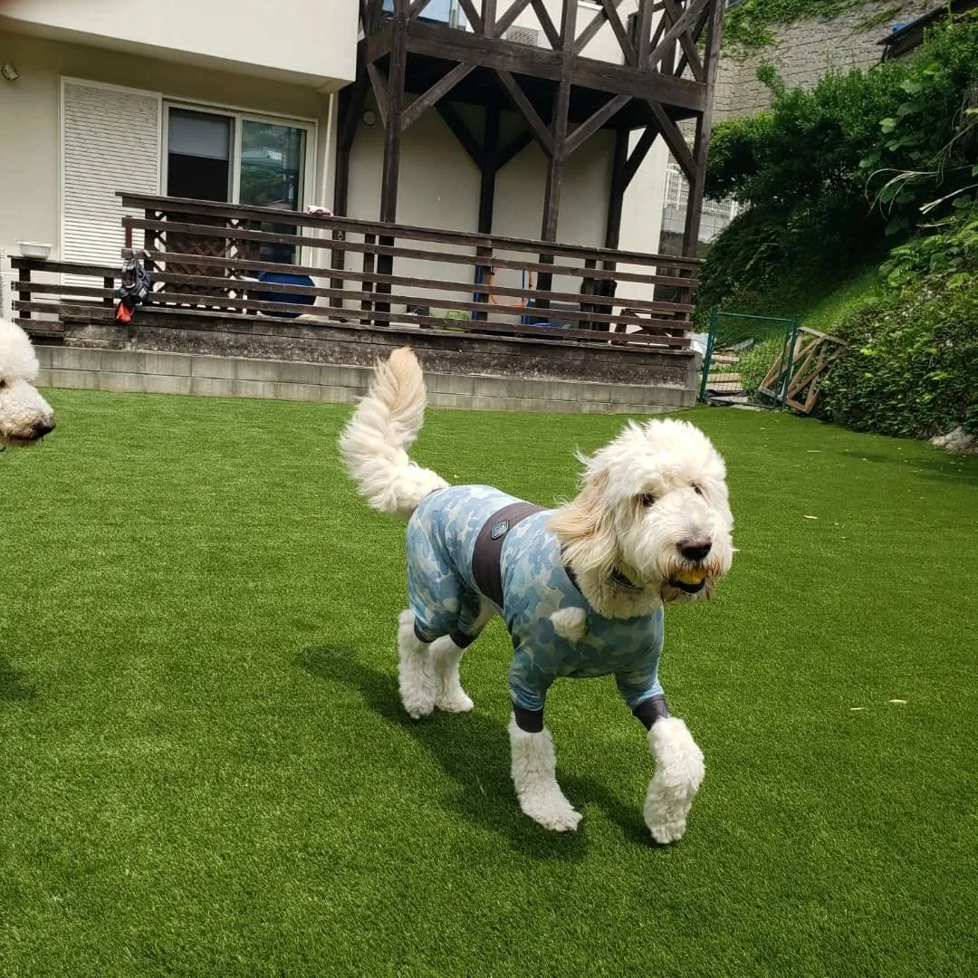 今日も暑い1日でしたがたくさん遊んで楽しんだわんこさん♥️