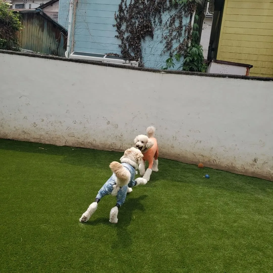 今日も暑い1日でしたがたくさん遊んで楽しんだわんこさん♥️