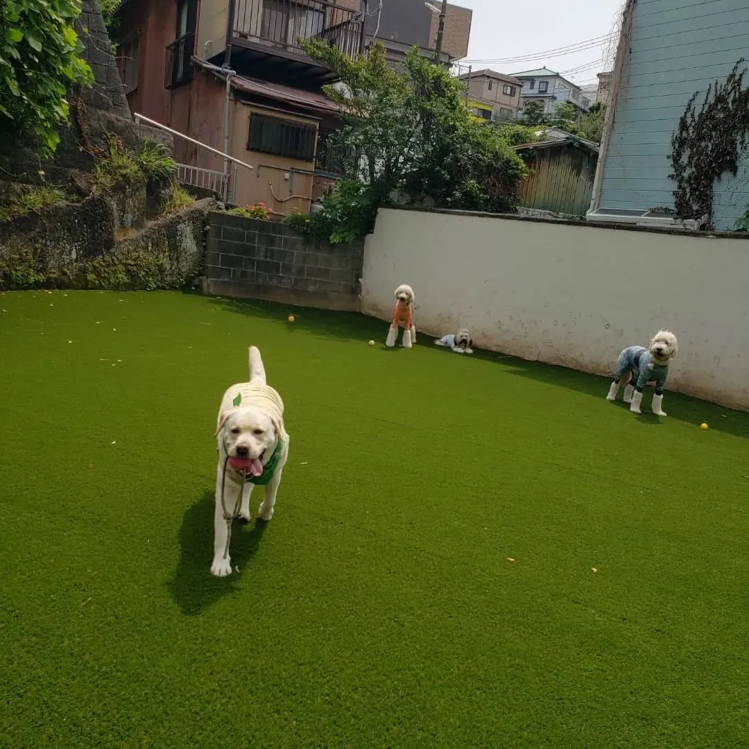 今日も暑い1日でしたがたくさん遊んで楽しんだわんこさん♥️