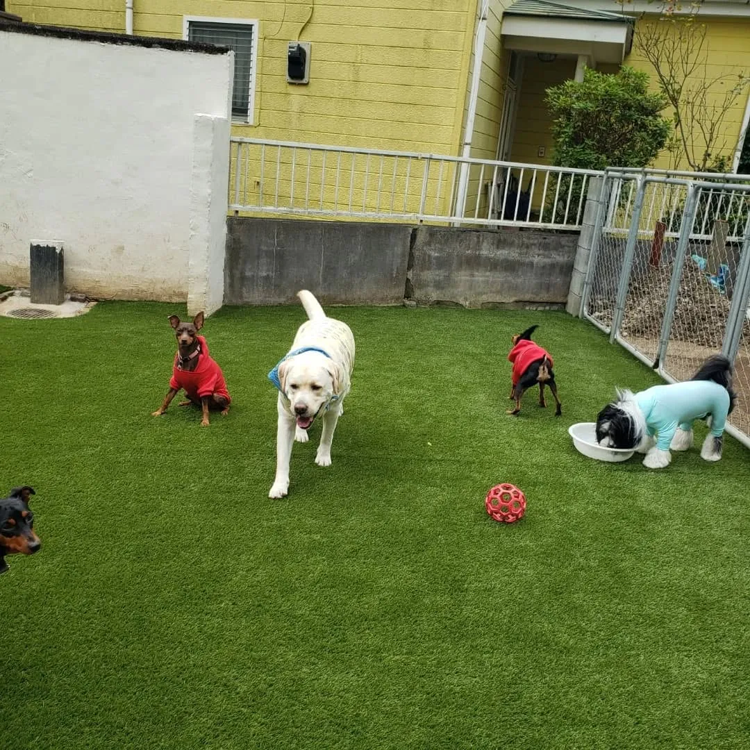 ランで楽しく遊ぶわんこさん♥️