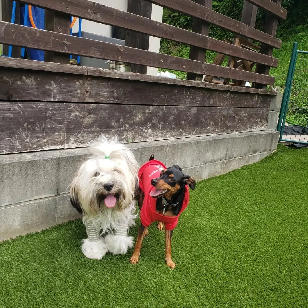ランで楽しく遊ぶわんこさん♥️