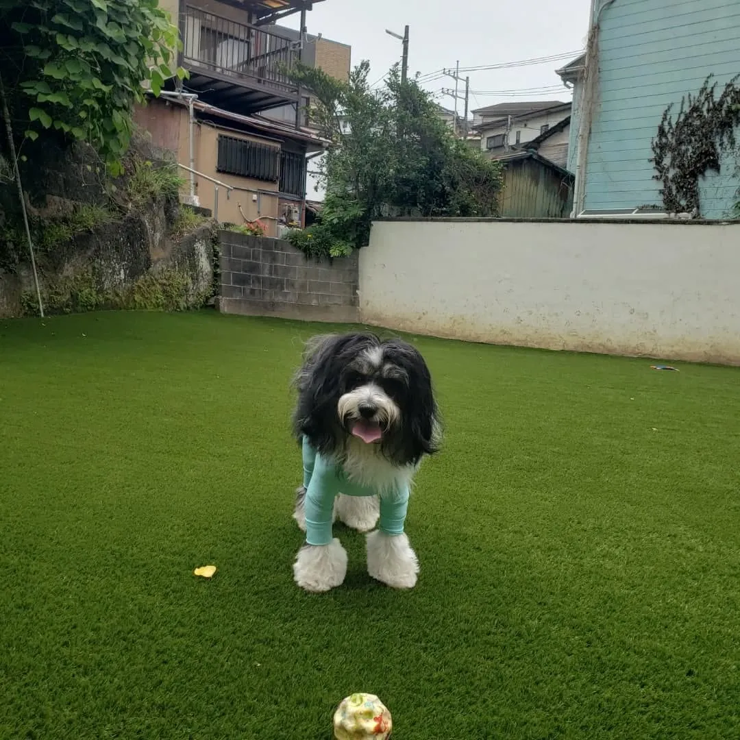 ランで楽しく遊ぶわんこさん♥️