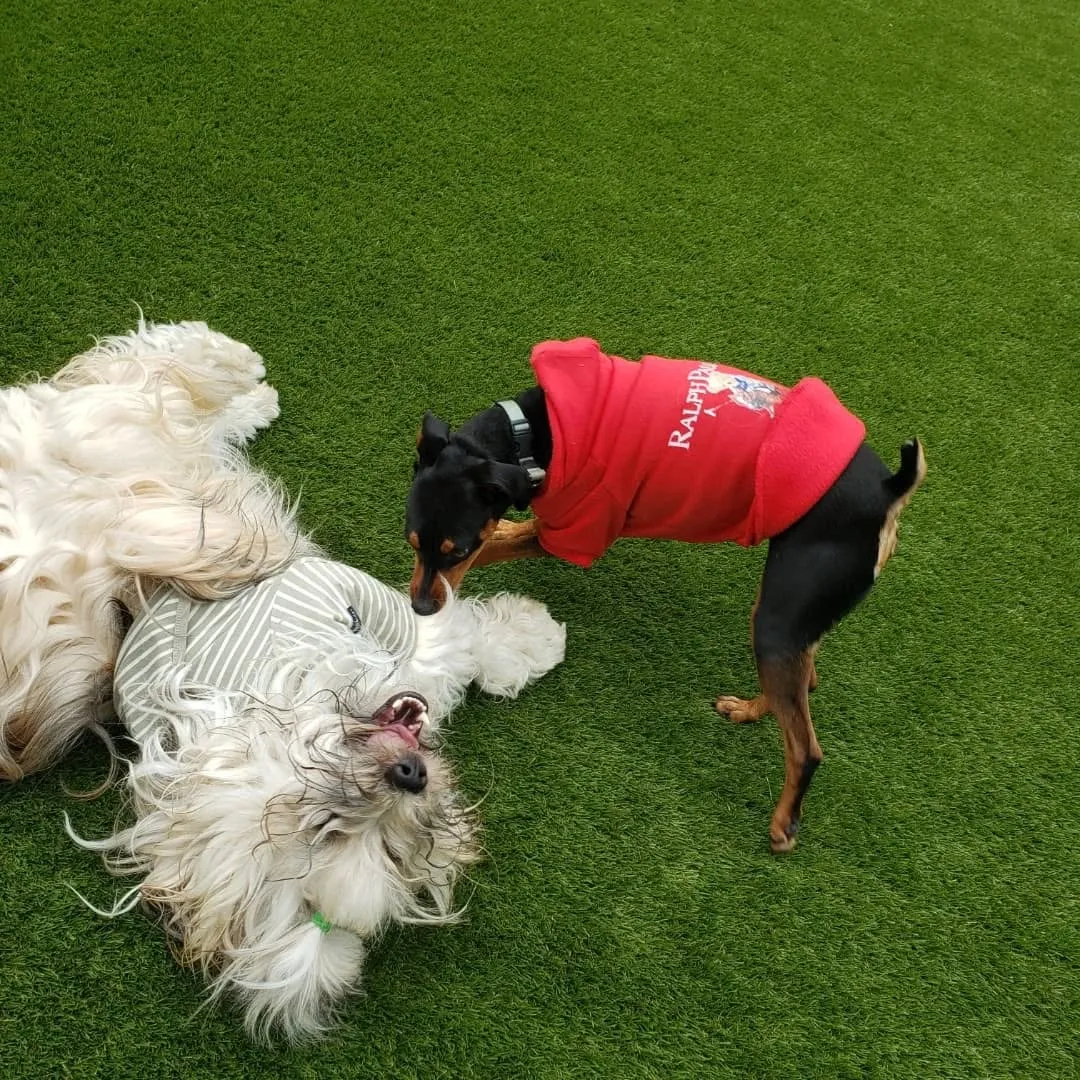 ランで楽しく遊ぶわんこさん♥️