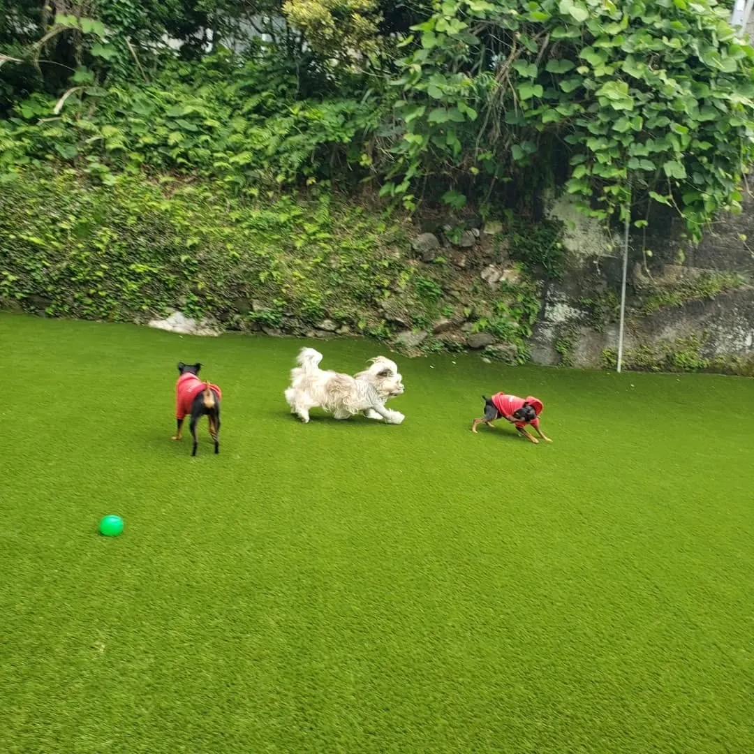 ランで楽しく遊ぶわんこさん♥️
