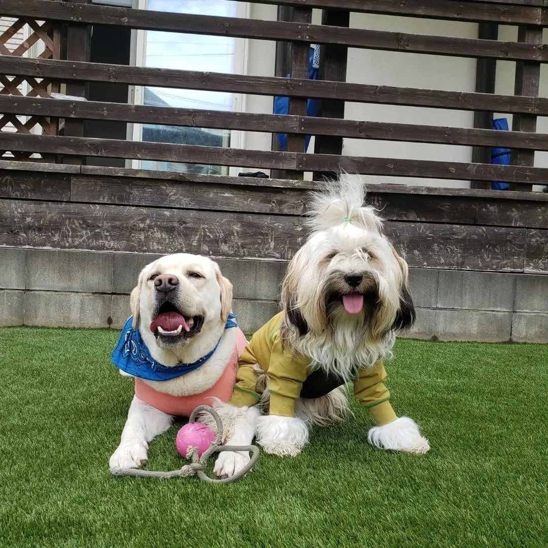 今日も楽しく遊んだロデイとまーちゃん♥️