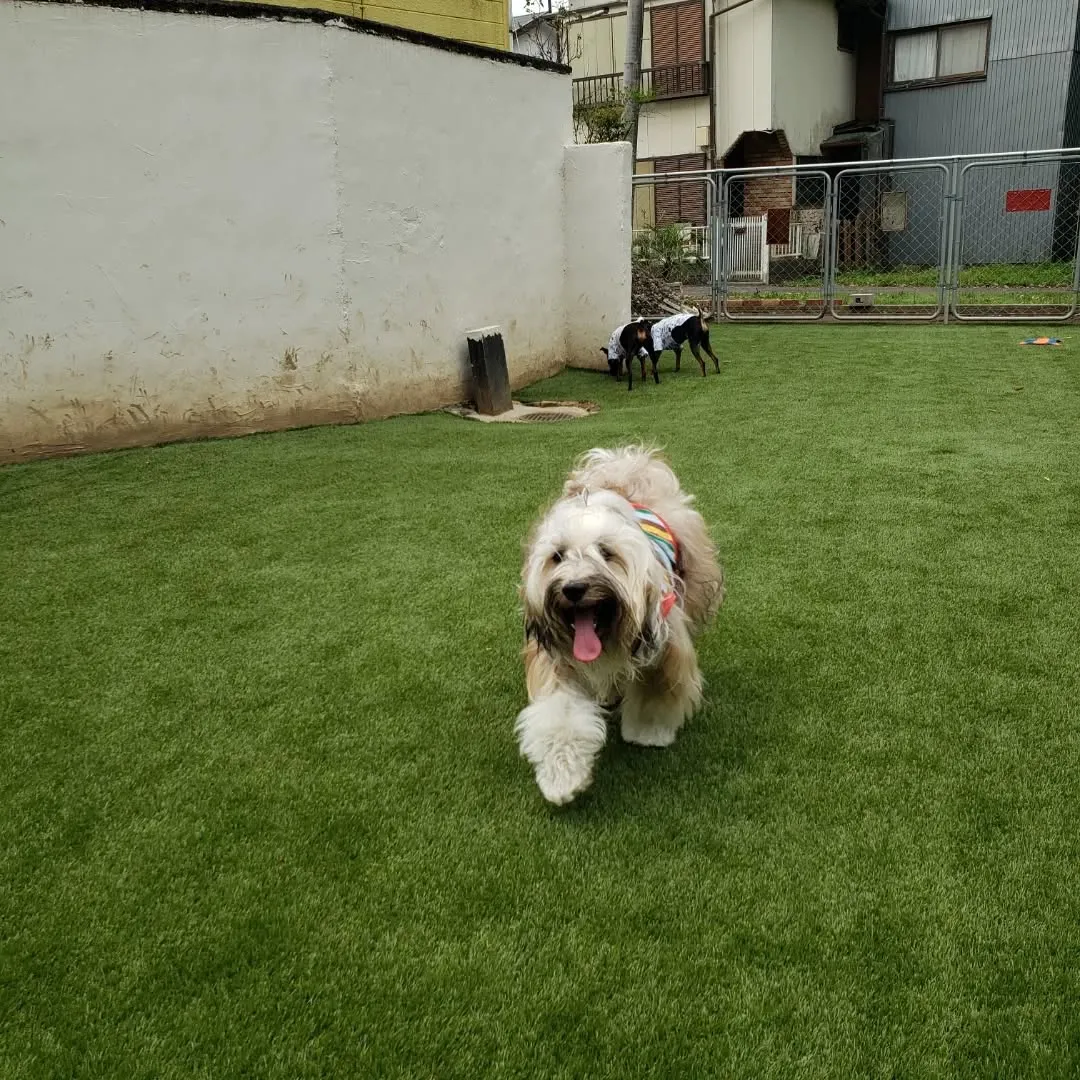 今日も楽しく遊んだわんこさん💓