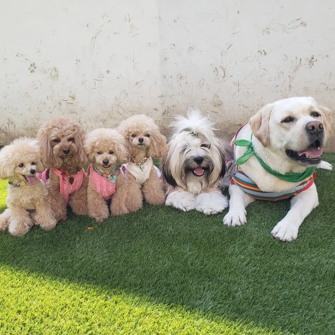 みんなで楽しく遊ぶわんこさん💓