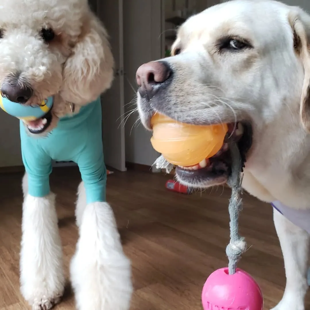幼稚園にきてくれたリオ君とシンハー君♥️