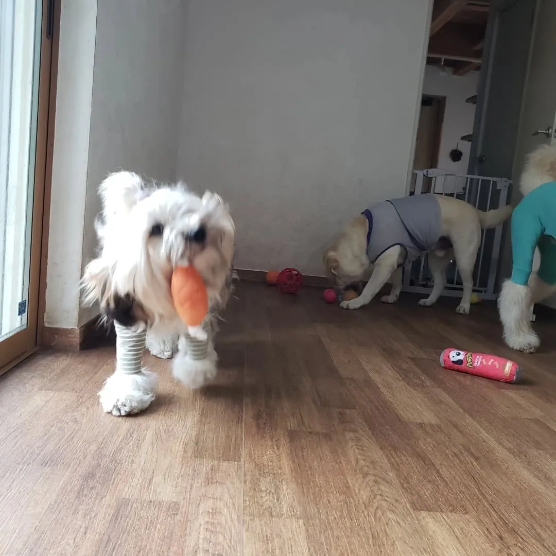 幼稚園にきてくれたリオ君とシンハー君♥️