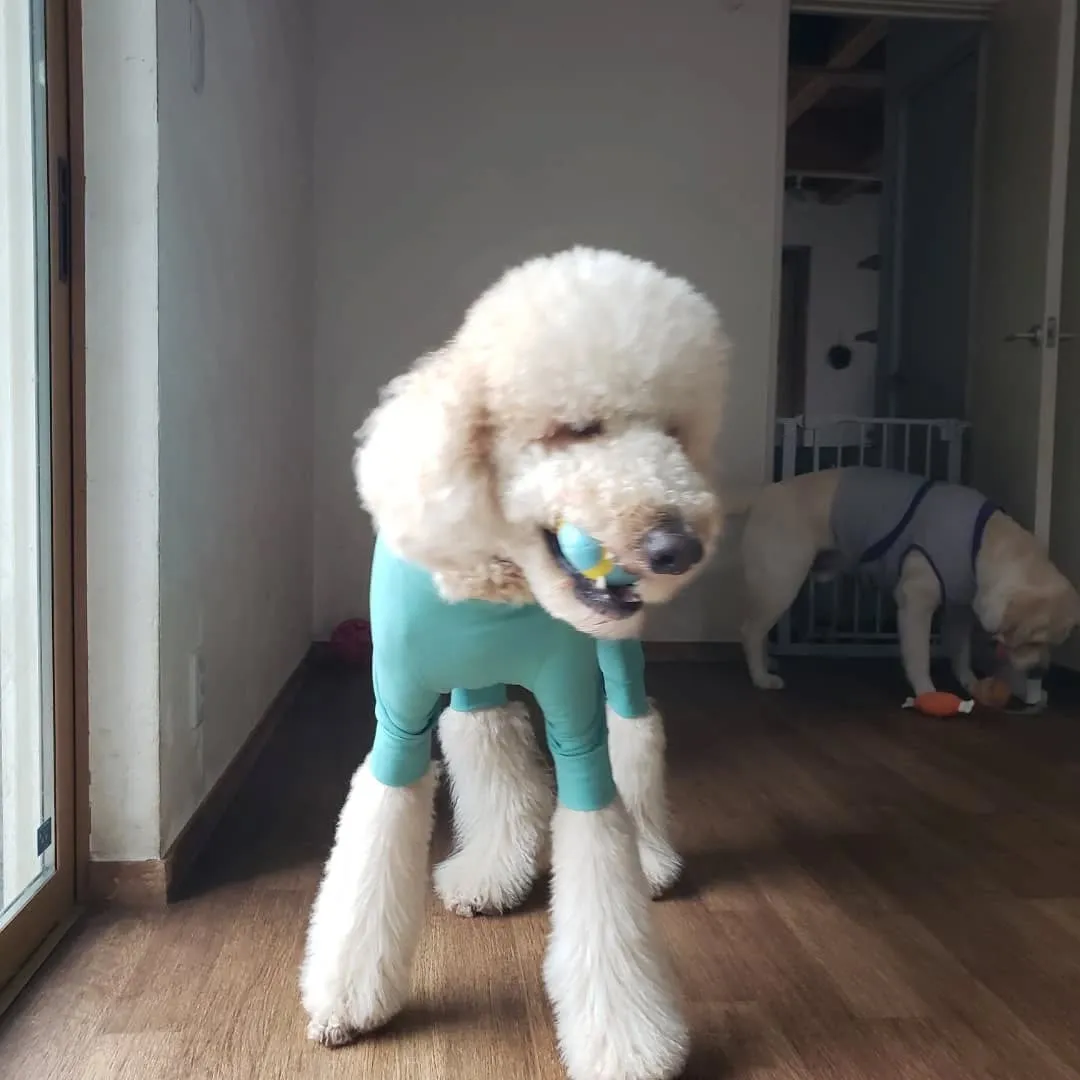 幼稚園にきてくれたリオ君とシンハー君♥️