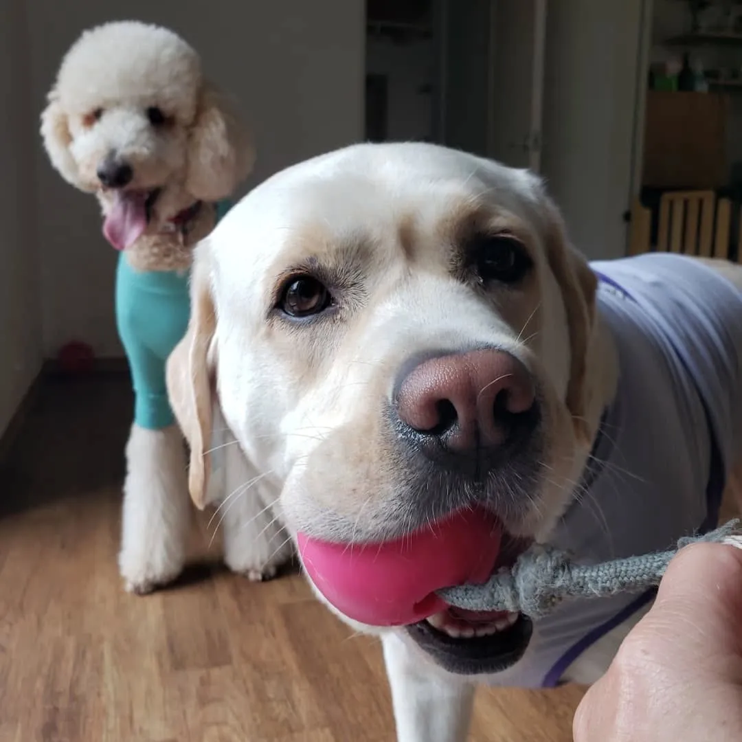 幼稚園にきてくれたリオ君とシンハー君♥️