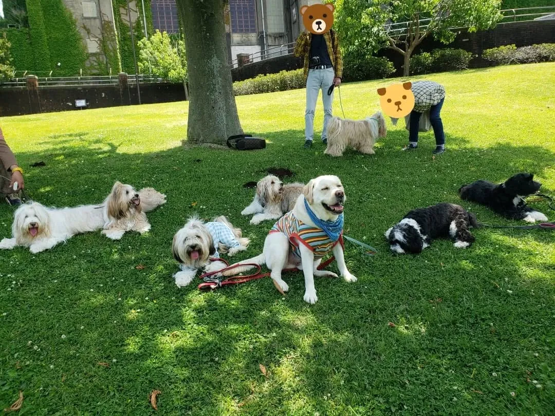 たくさんのチベタンテリアに会えました😊