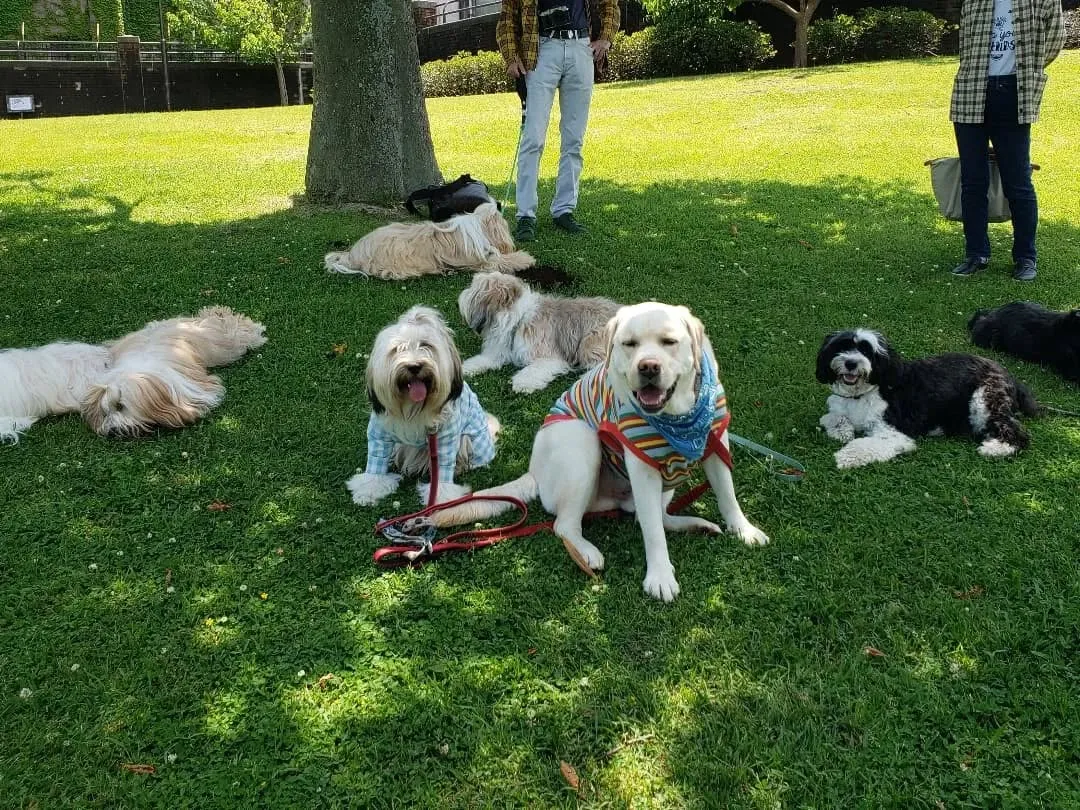 たくさんのチベタンテリアに会えました😊