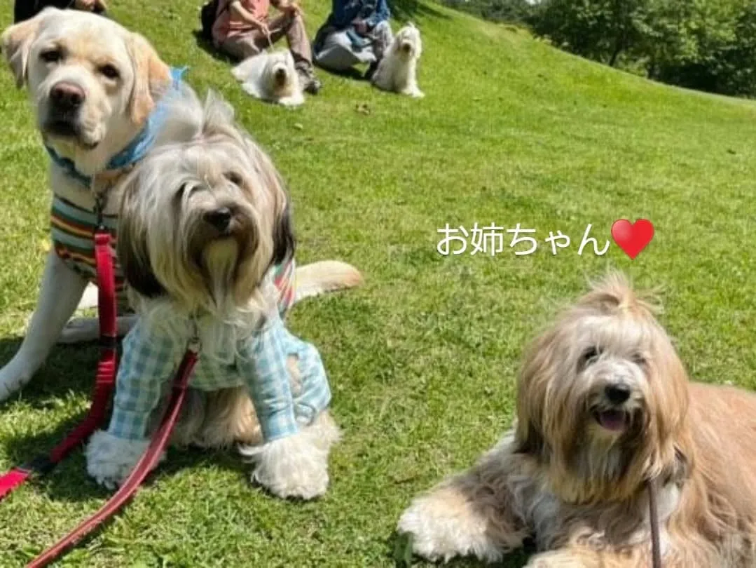 たくさんのチベタンテリアに会えました😊