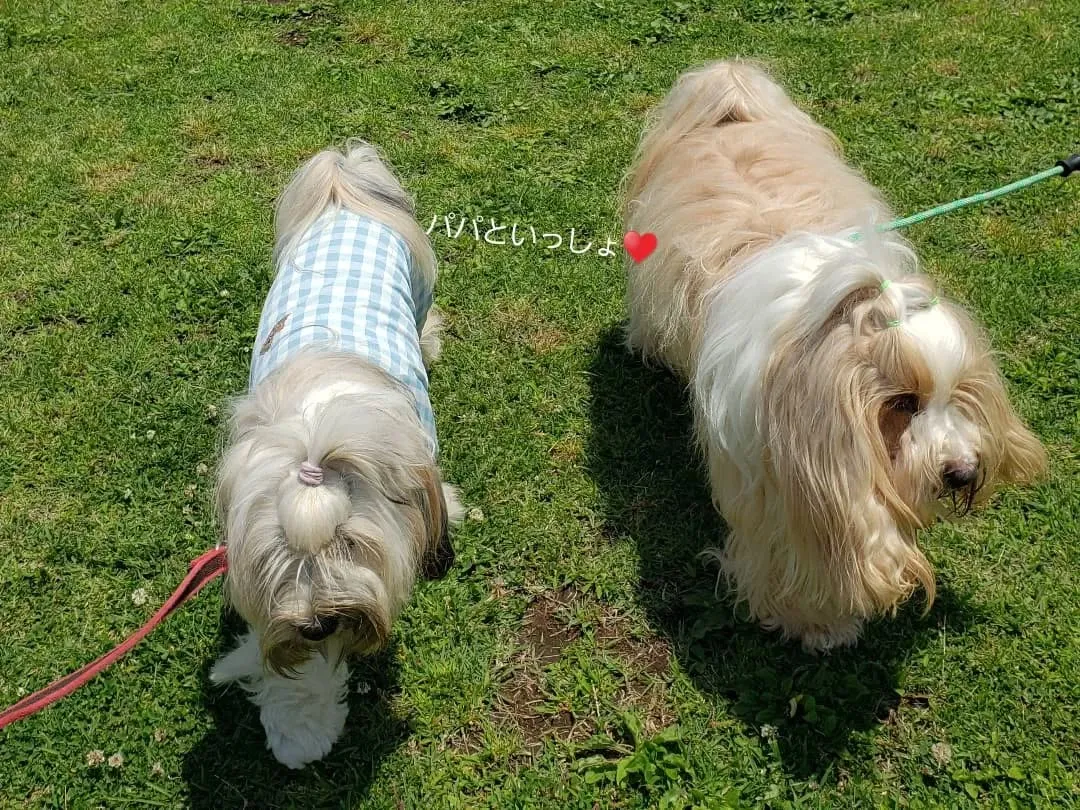 たくさんのチベタンテリアに会えました😊