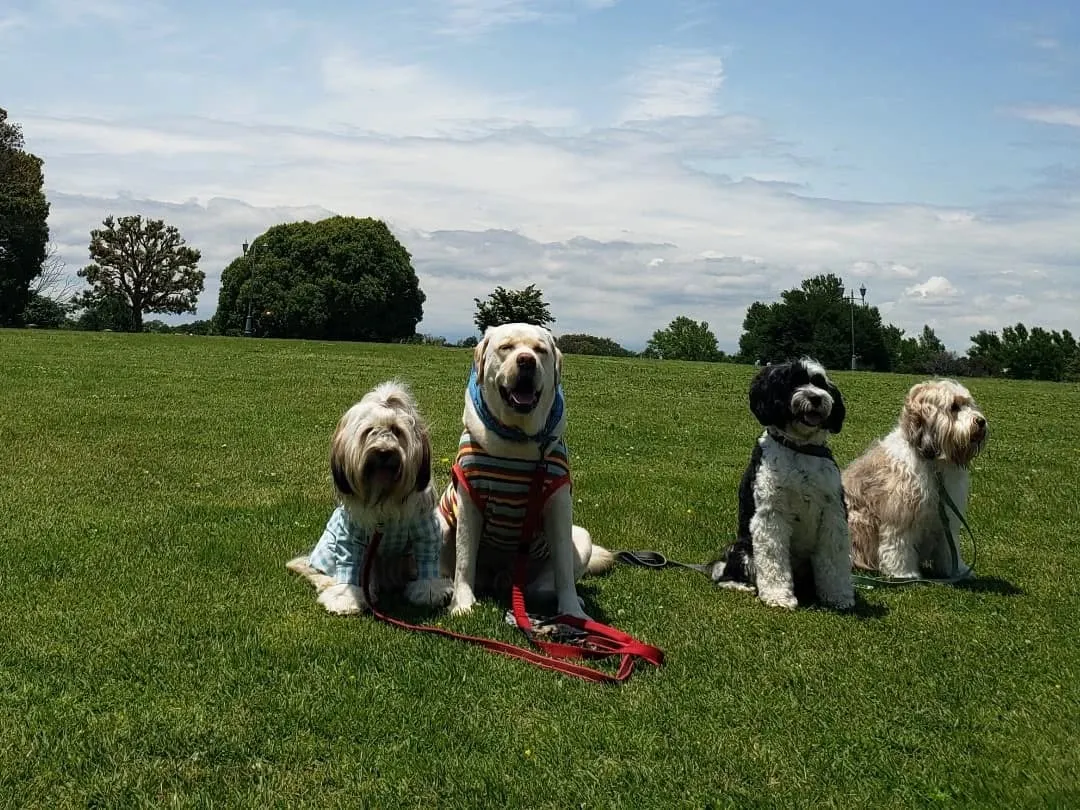 たくさんのチベタンテリアに会えました😊