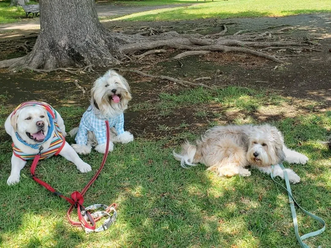 たくさんのチベタンテリアに会えました😊