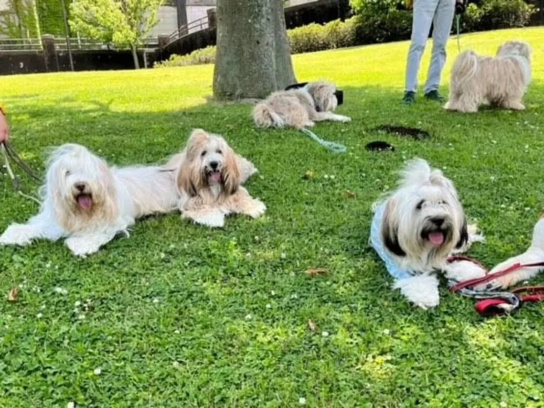 たくさんのチベタンテリアに会えました😊