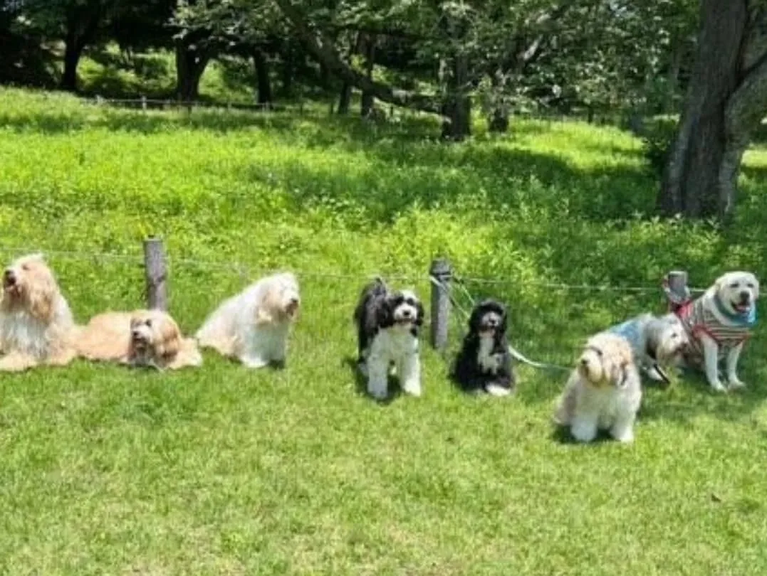 たくさんのチベタンテリアに会えました😊