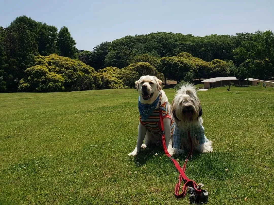 たくさんのチベタンテリアに会えました😊
