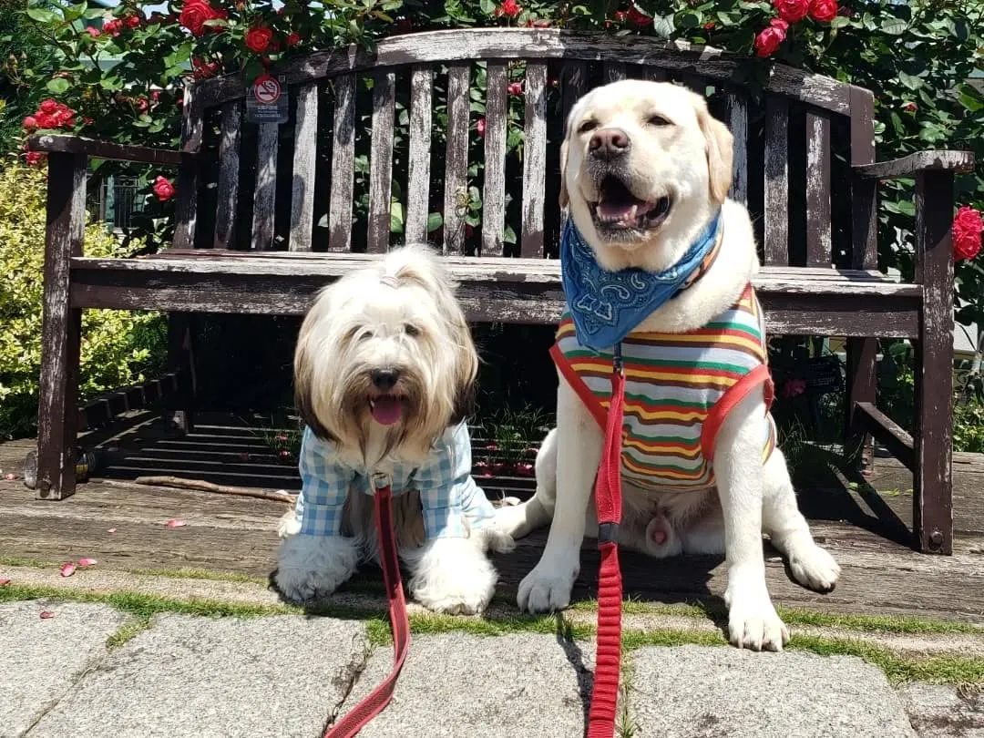 たくさんのチベタンテリアに会えました😊