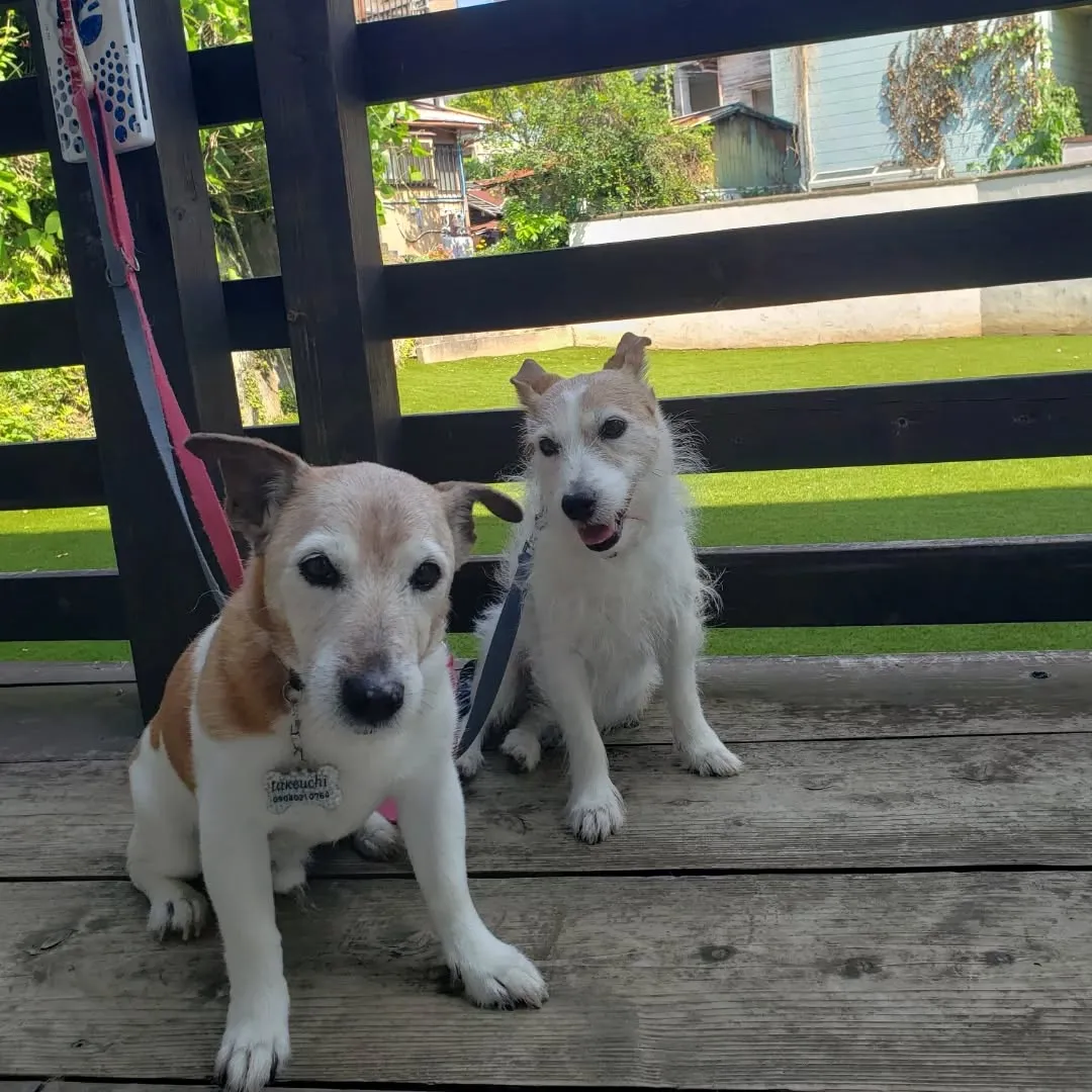 シニアになったこころちゃんととらちゃん♥️