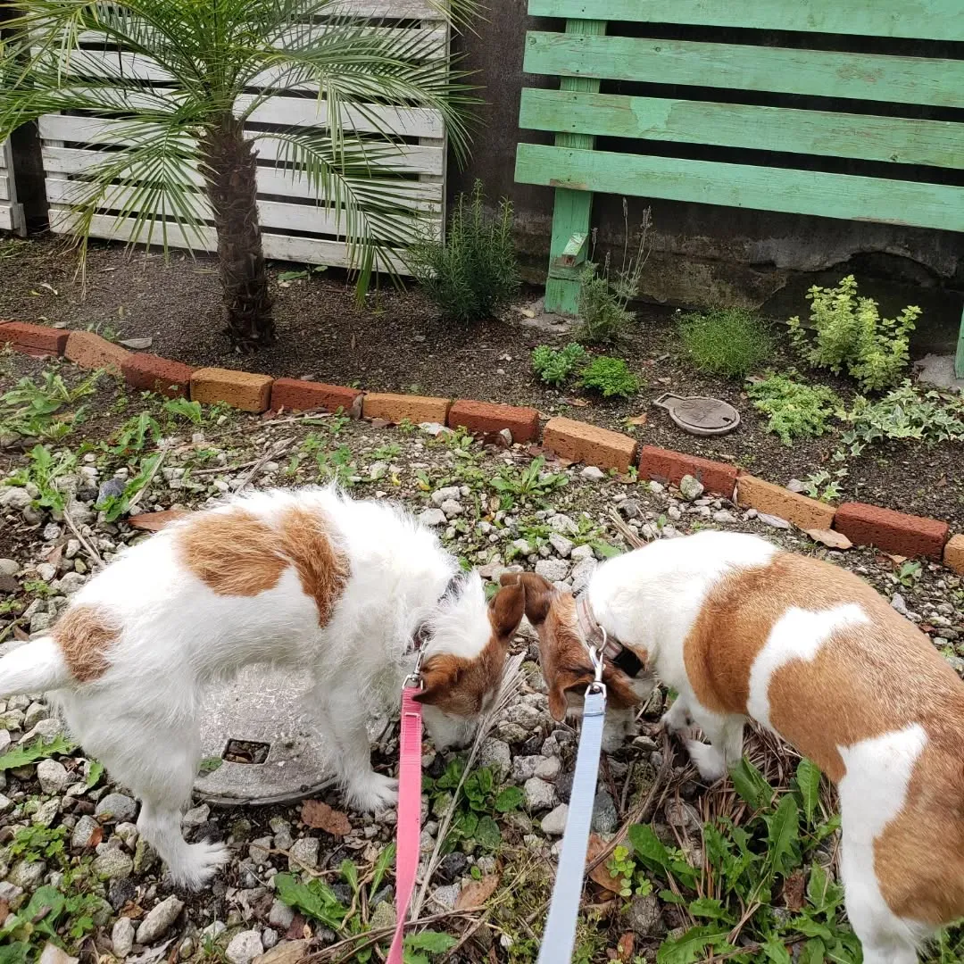 シニアになったこころちゃんととらちゃん♥️