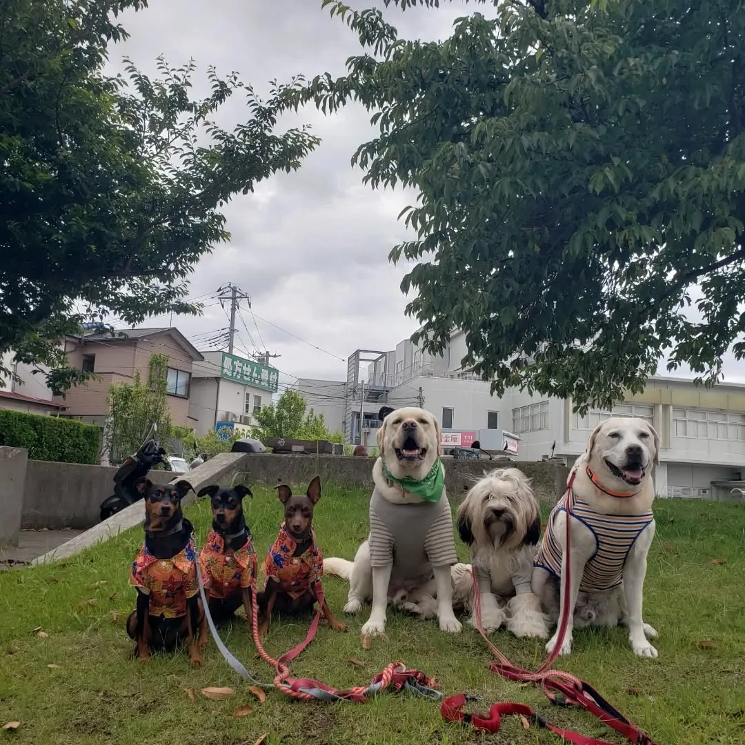 今日は雨が降らなかったけれど蒸し暑いです😅
