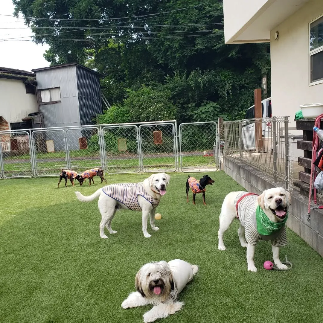 今日は雨が降らなかったけれど蒸し暑いです😅