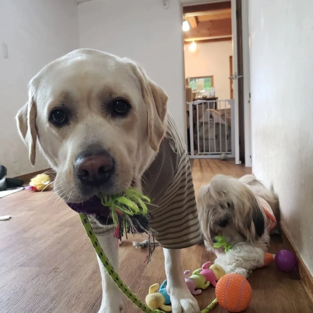 今日は1日中☔なのでお部屋でおもちゃ遊びしたりのんびりしたり...