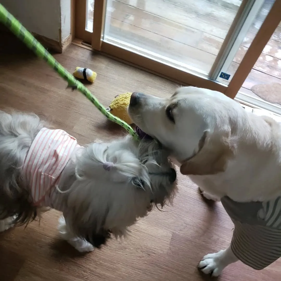 今日は1日中☔なのでお部屋でおもちゃ遊びしたりのんびりしたり...