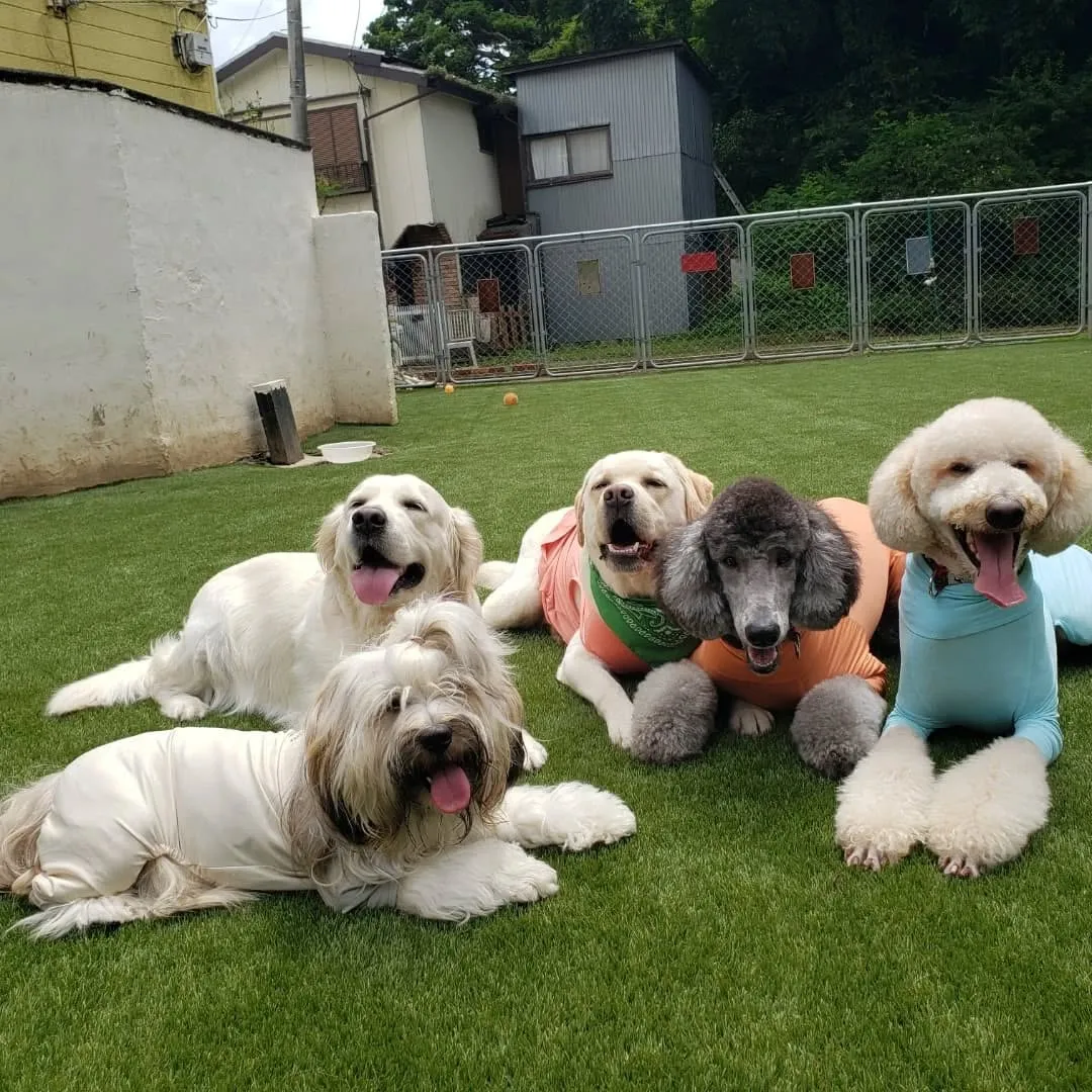 今日は晴れてうれしいわんこさん💓