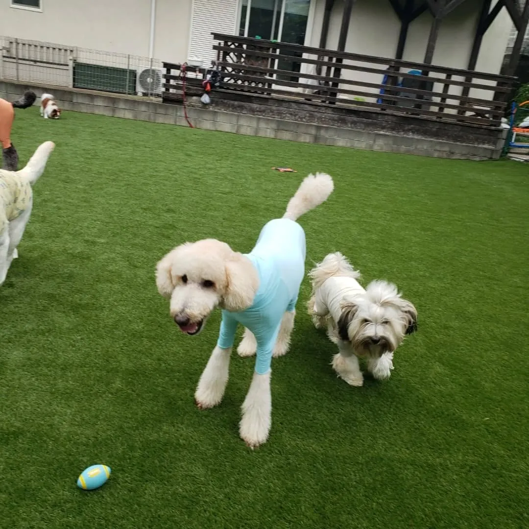 今日は晴れてうれしいわんこさん💓