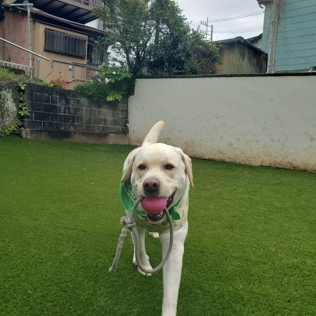 今日は晴れてうれしいわんこさん💓