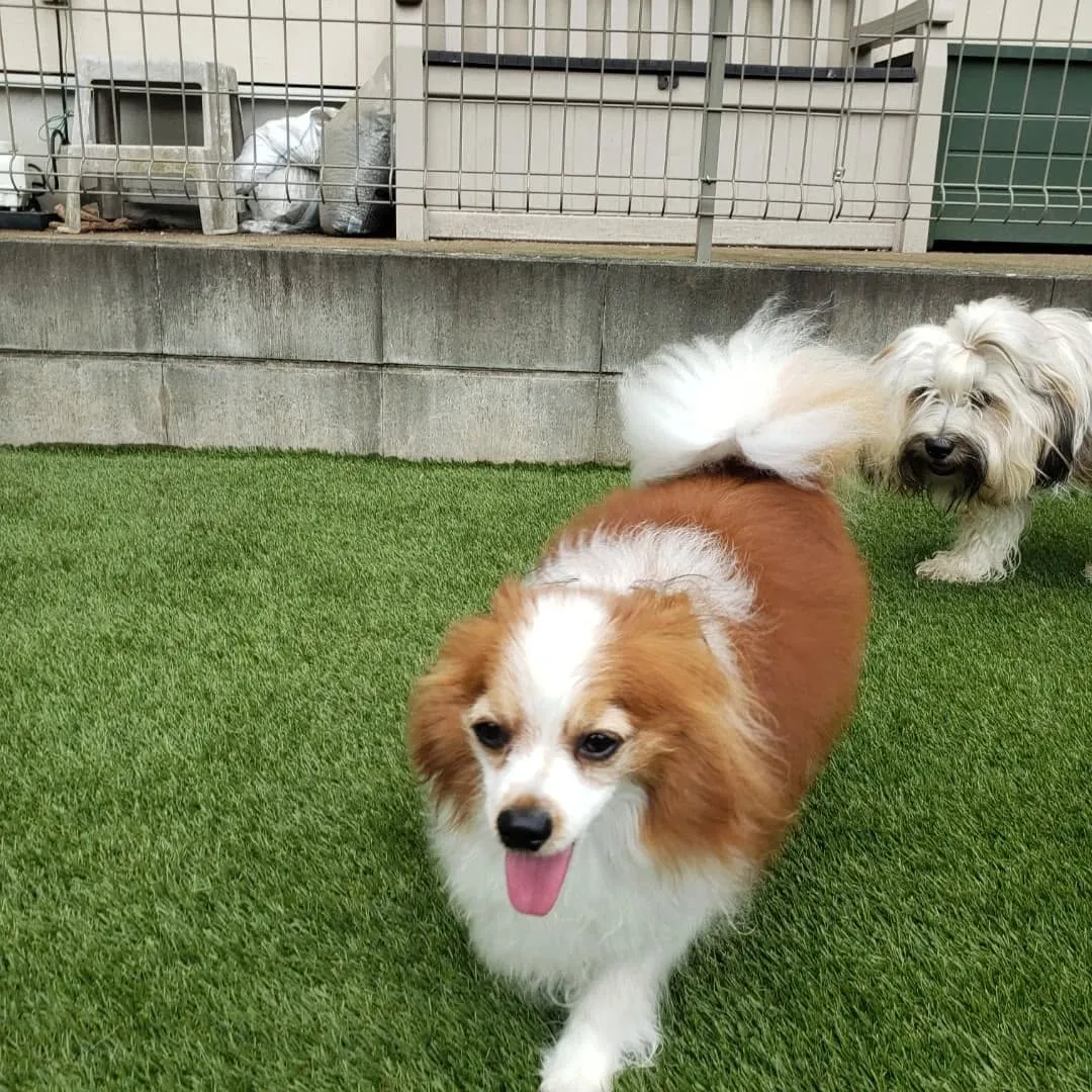 今日は晴れてうれしいわんこさん💓