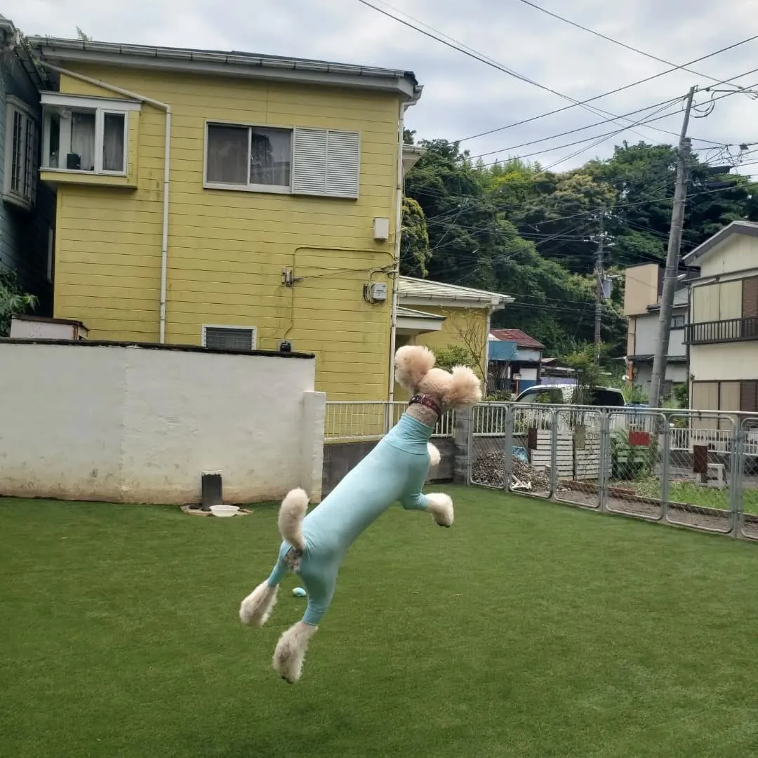 今日は晴れてうれしいわんこさん💓