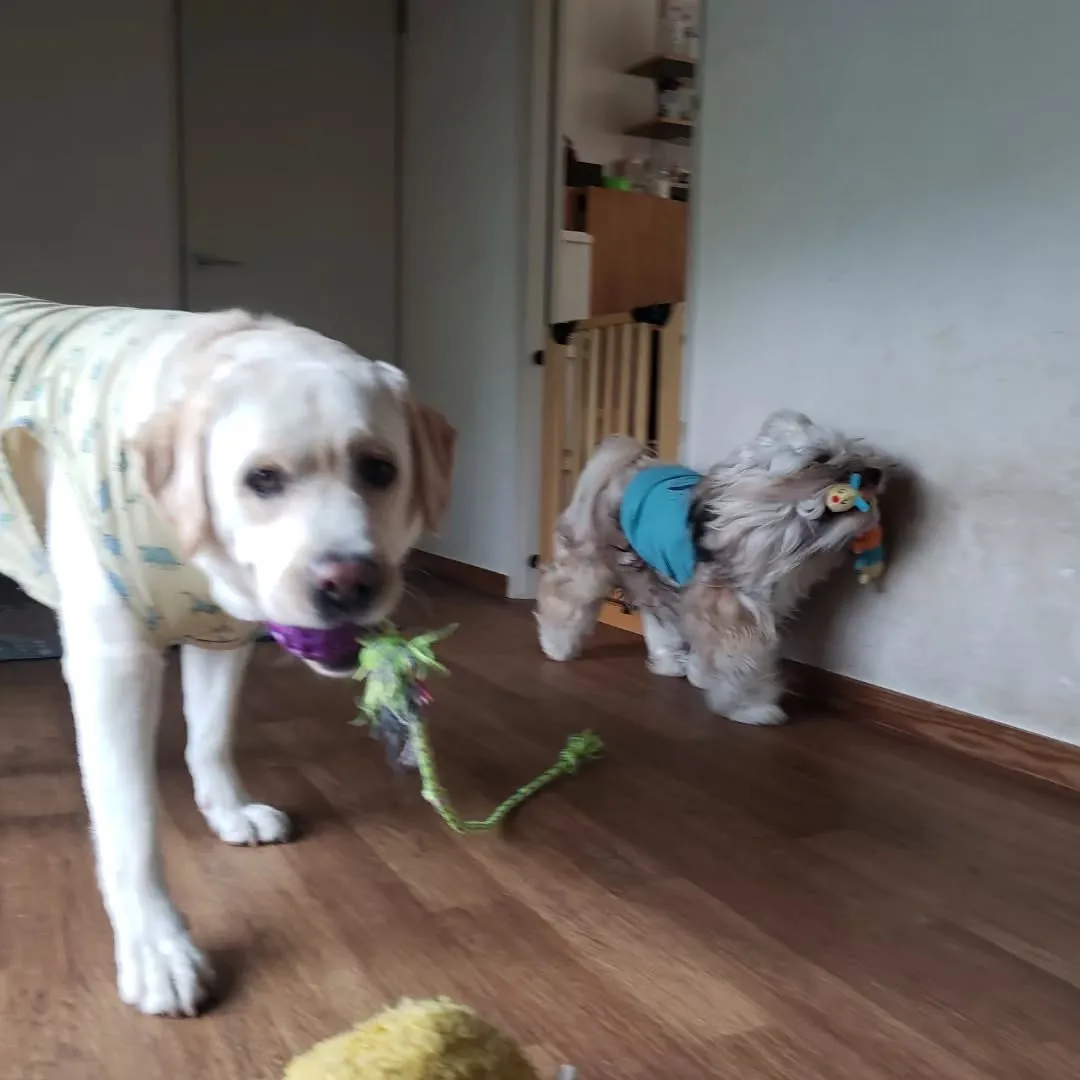 朝から元気に走るロデイとまーちゃん♥️