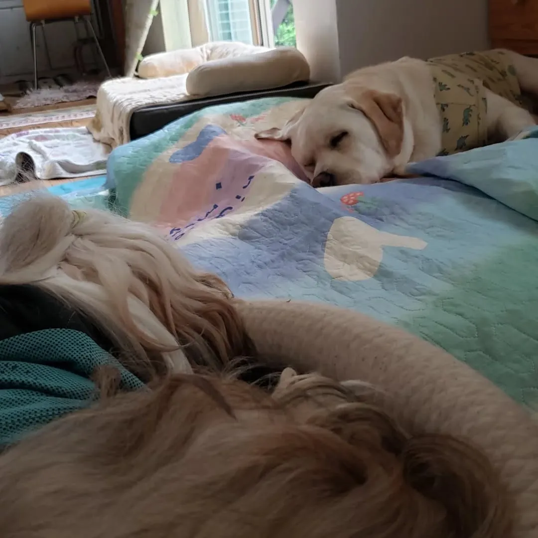 朝から元気に走るロデイとまーちゃん♥️