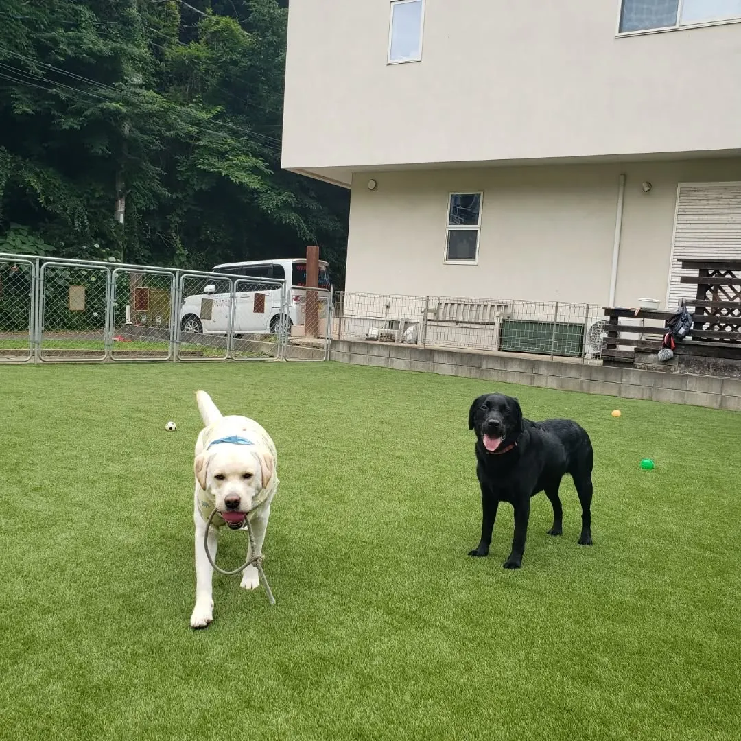 雨やんでるうちにランへ🎵