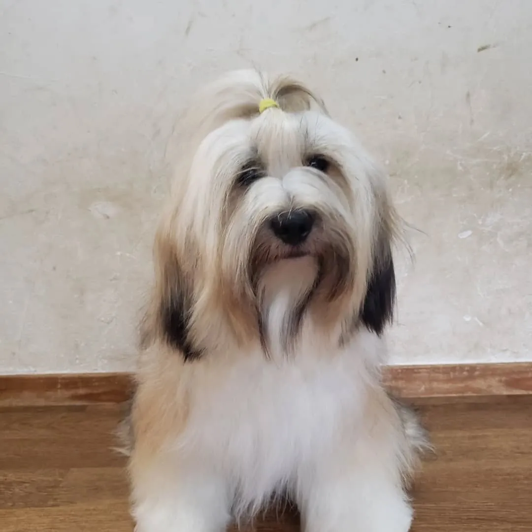 シャンプーしてふわふわになったロデイ💓