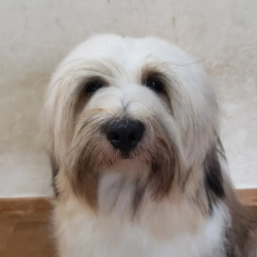 シャンプーしてふわふわになったロデイ💓