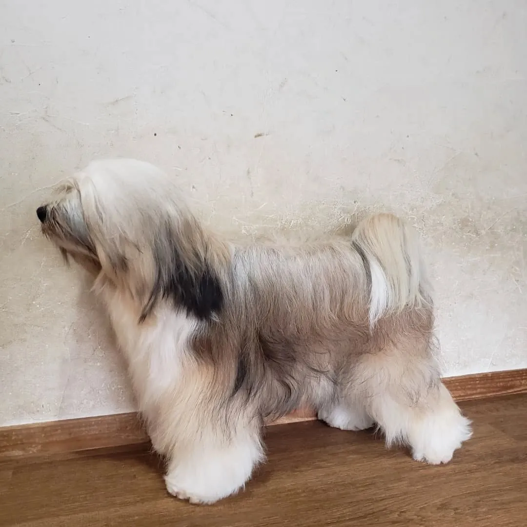 シャンプーしてふわふわになったロデイ💓