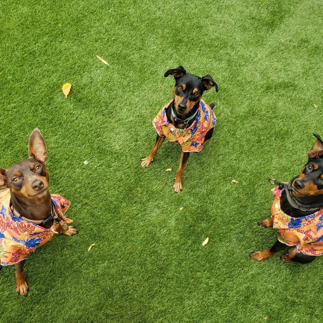 朝から雲っていて雨予報だったけど雨にもうたれずなんとかランで...
