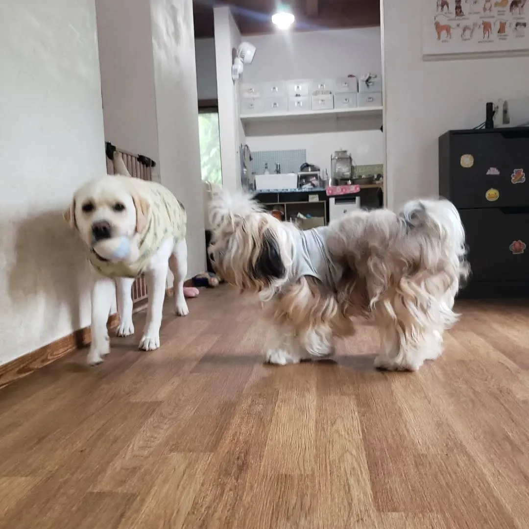 朝は暑いのでお部屋遊び🎵