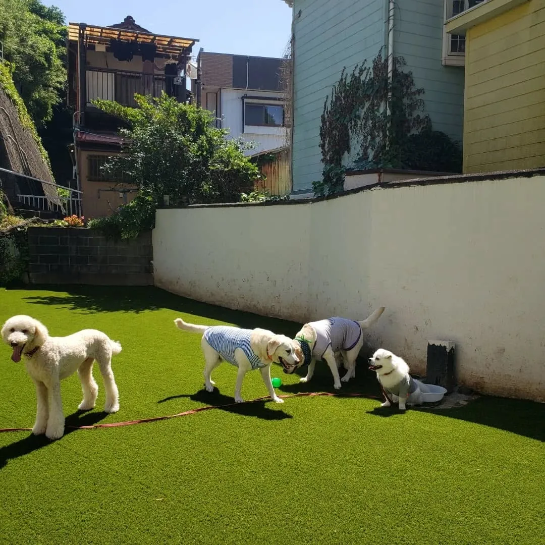 たくさんのわんこさんが来てくれました😊