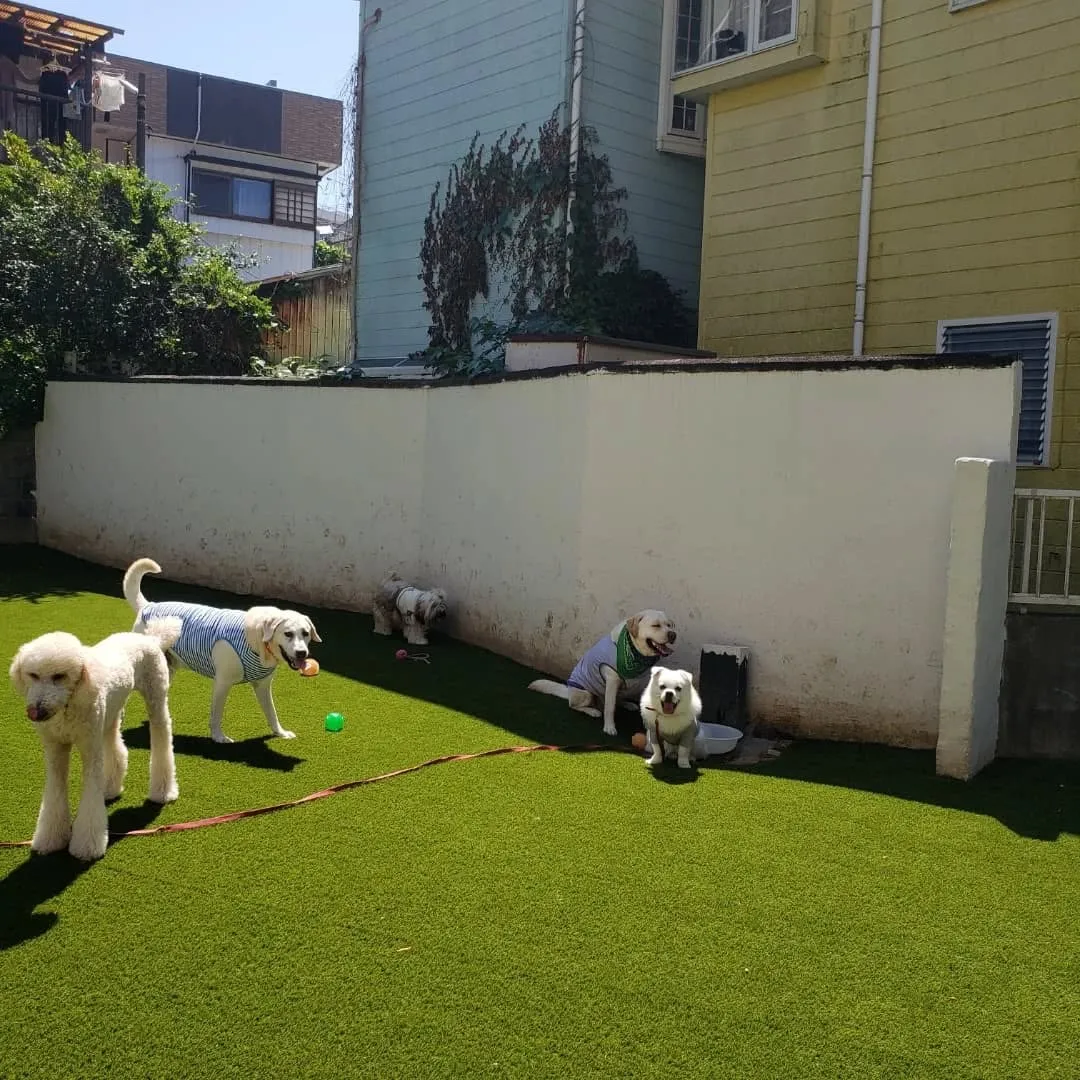 たくさんのわんこさんが来てくれました😊