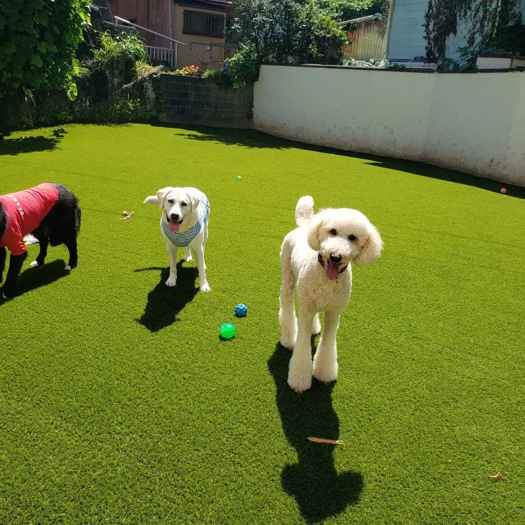 たくさんのわんこさんが来てくれました😊